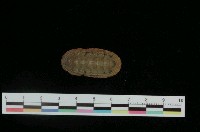 藏品(薄石鱉)的圖片